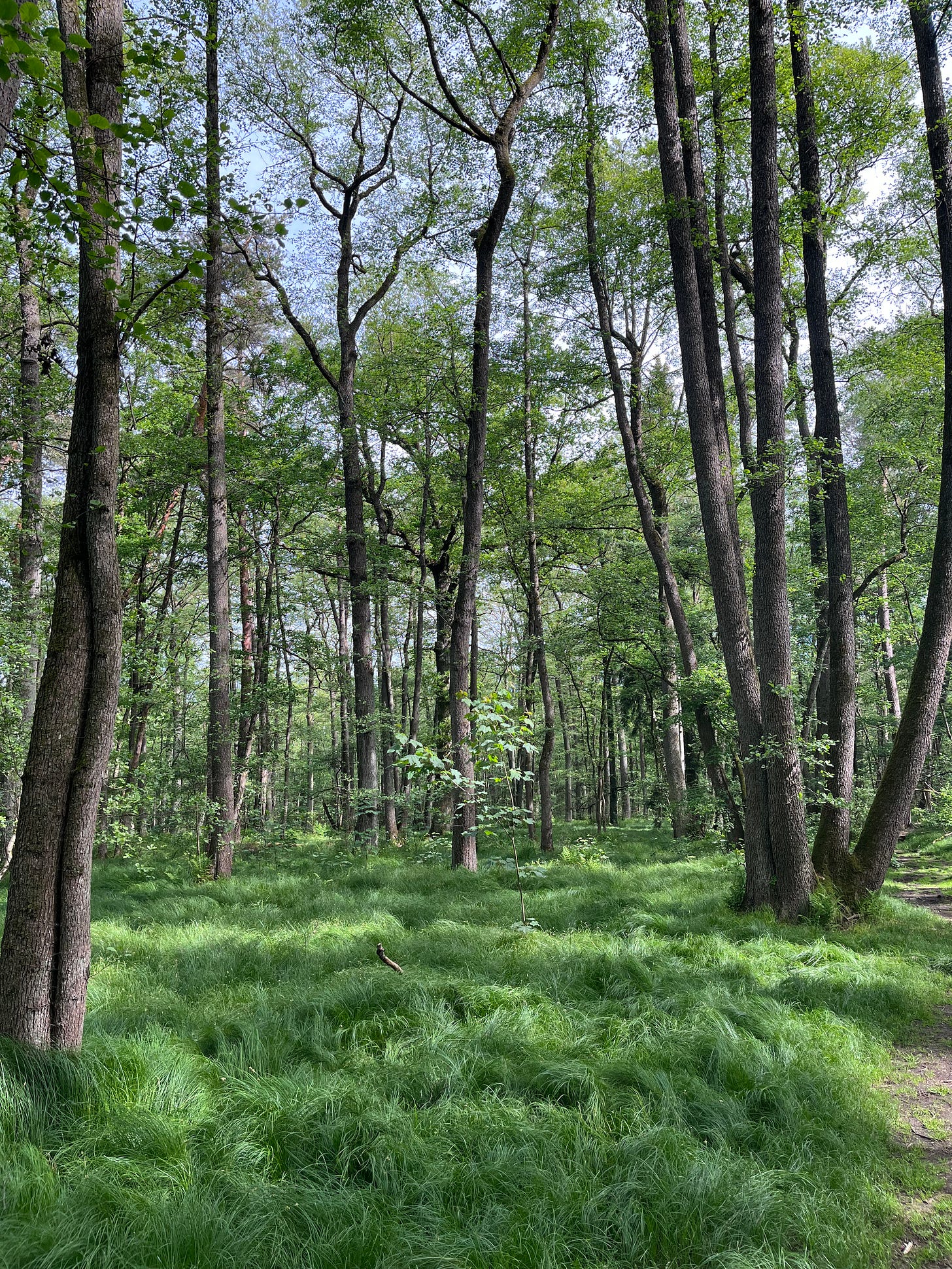 photograph of some tall trees in a forest on a sunny day. the forest floor is carpeted in a vivid shaggy grass.