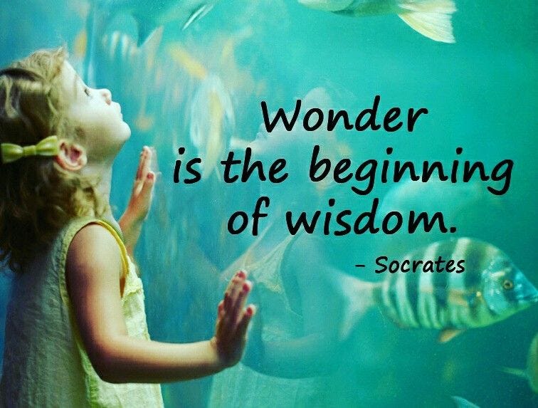 تويتر \ ✨Barbara Bray (she/her) Story Weaver✨ على تويتر: ""Wonder is the  beginning of wisdom." Socrates Thoughts? @hansappel094 @Mind_on_ASaP  @aweninspiration @ValaAfshar @specsol @BiscottiNicole @mjjohnson1216  @BarbaraGruener @ThirstyBeesNY ...