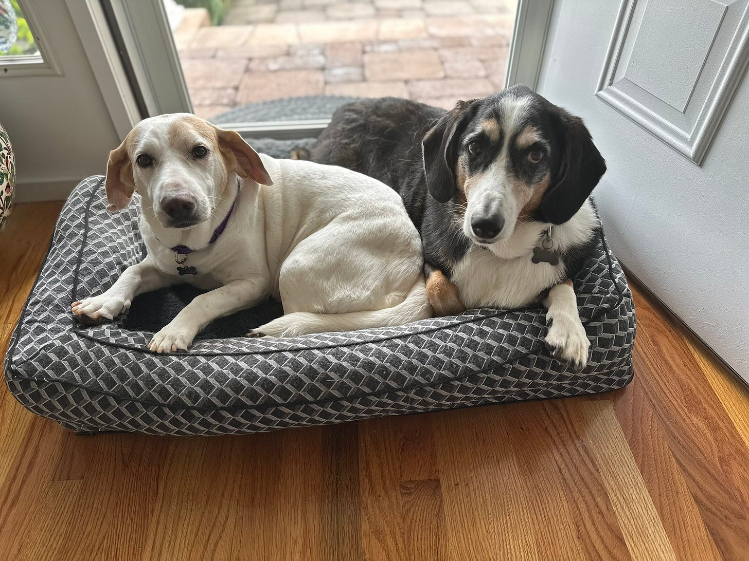 Two dogs on a dog bed in front of an open door. The dog on the left is white and tan; the dog on the right is black, brown, and white. Both are hound mixes.