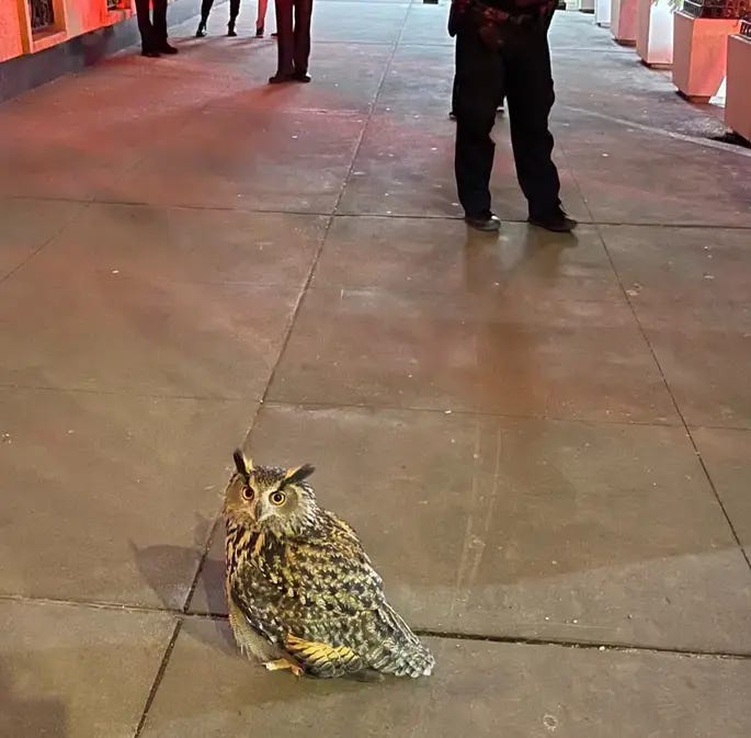 an owl on a sidewalk