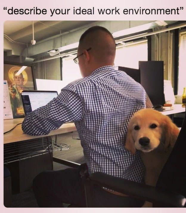 May be an image of 1 person, dog and text that says '"describe your ideal work environment"'