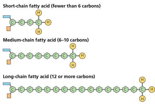 What Are Long-Chain Fatty Acid Oxidation Disorders? - The ...