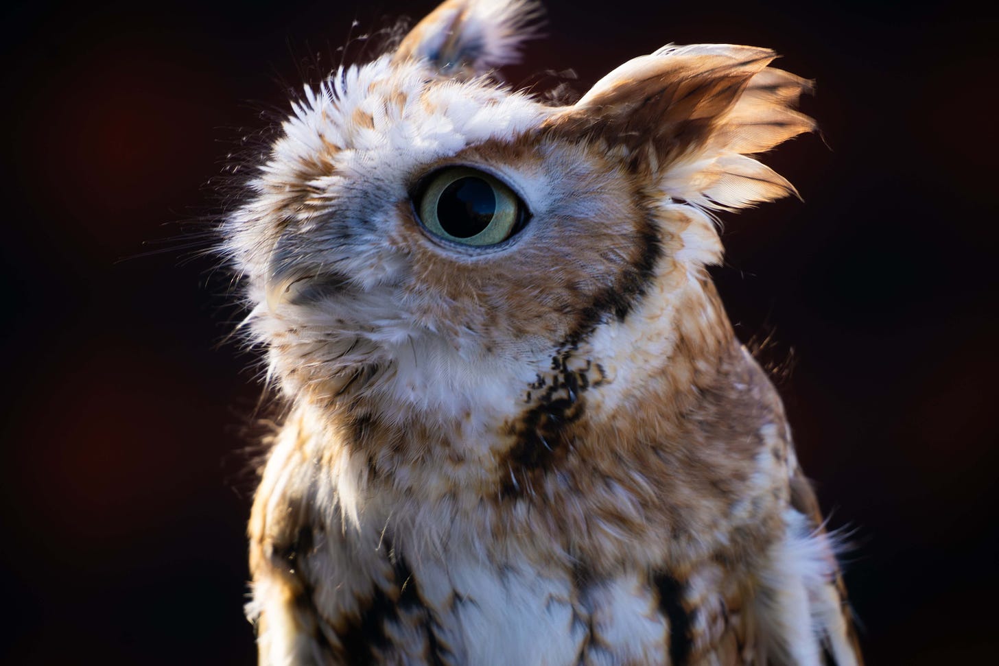 A red morph Eastern screech owl turns her head and opens her beak inquisitively against a black background