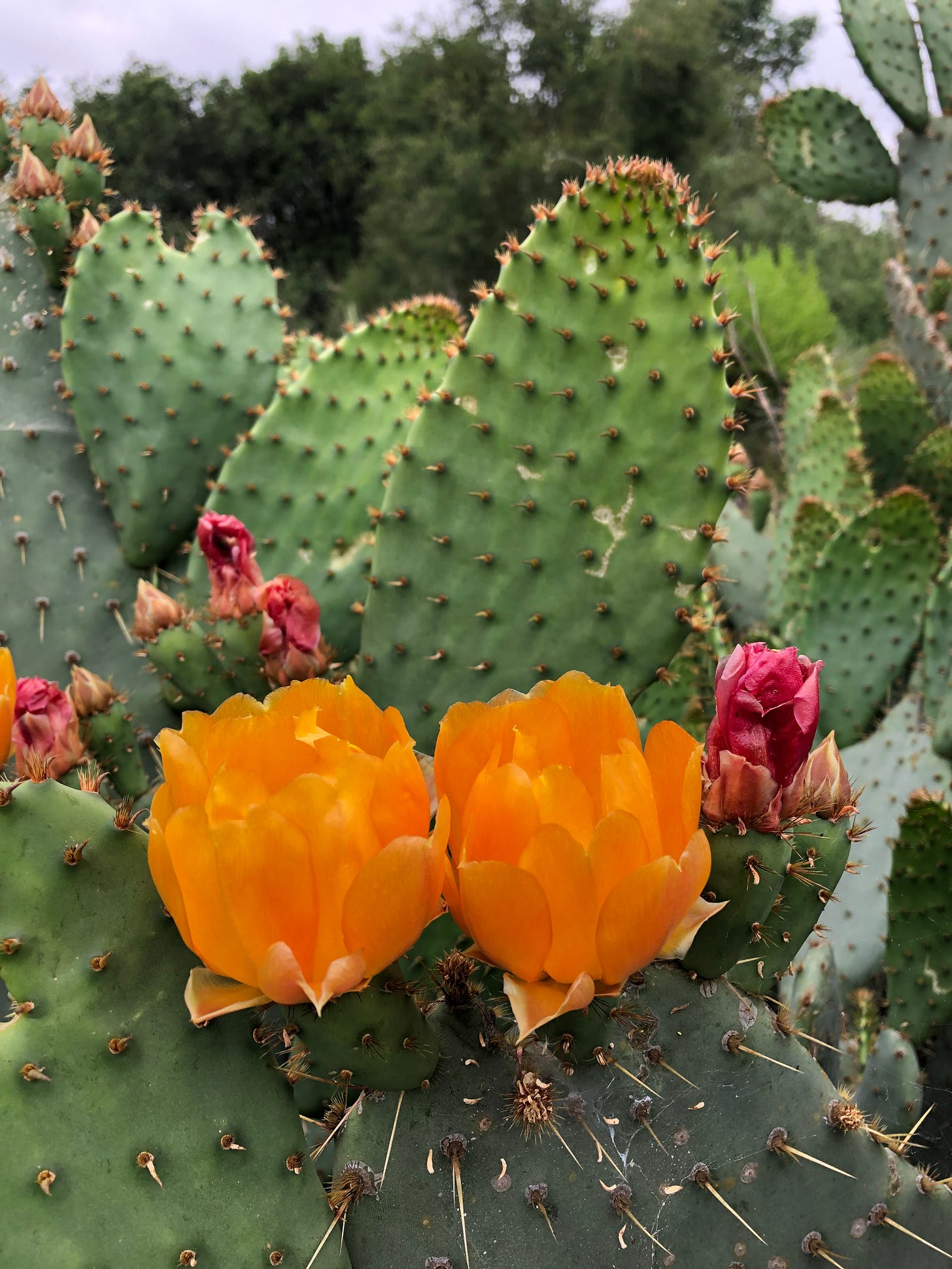 Close up of a prickly pear cactus with yellow blooms.