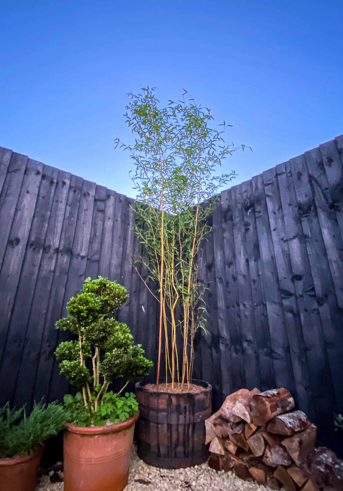 A potted bamboo plant against the corner of a black painted fence, with a bright blue sky up above. A potted bamboo plant against the corner of a black painted fence, with a bright blue sky up above.