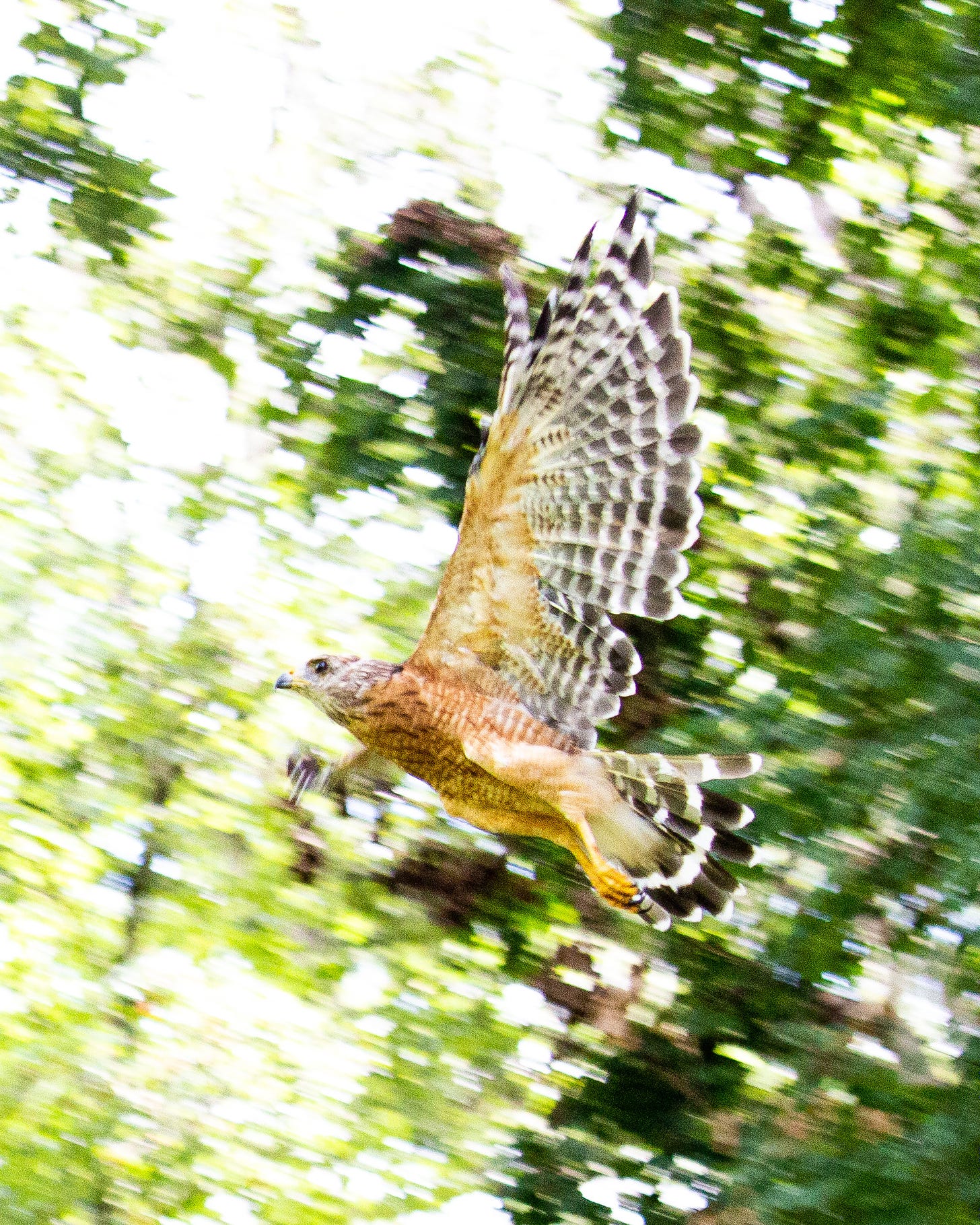 red shouldered hawk in flight