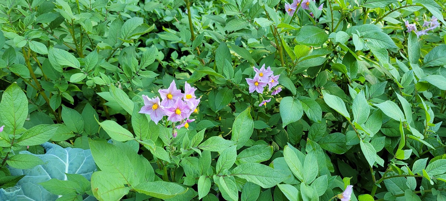 green foliage of potato plants with two clusters of light purple blossoms in the middle