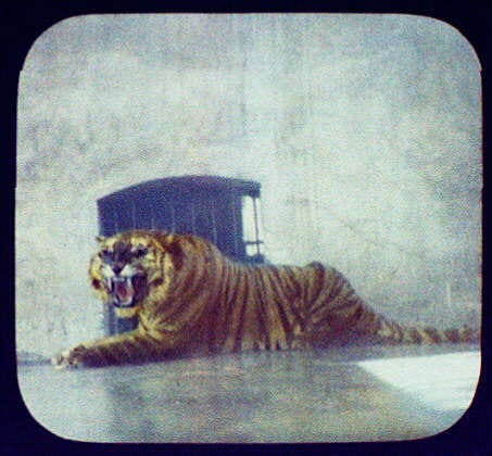 a lantern slide of a tiger roaring