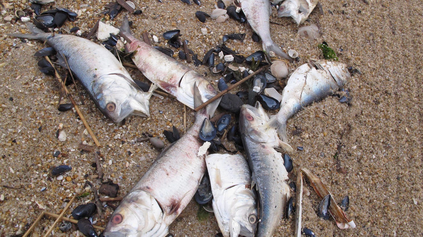 Volunteers clean up rotting fish from Belmar beach