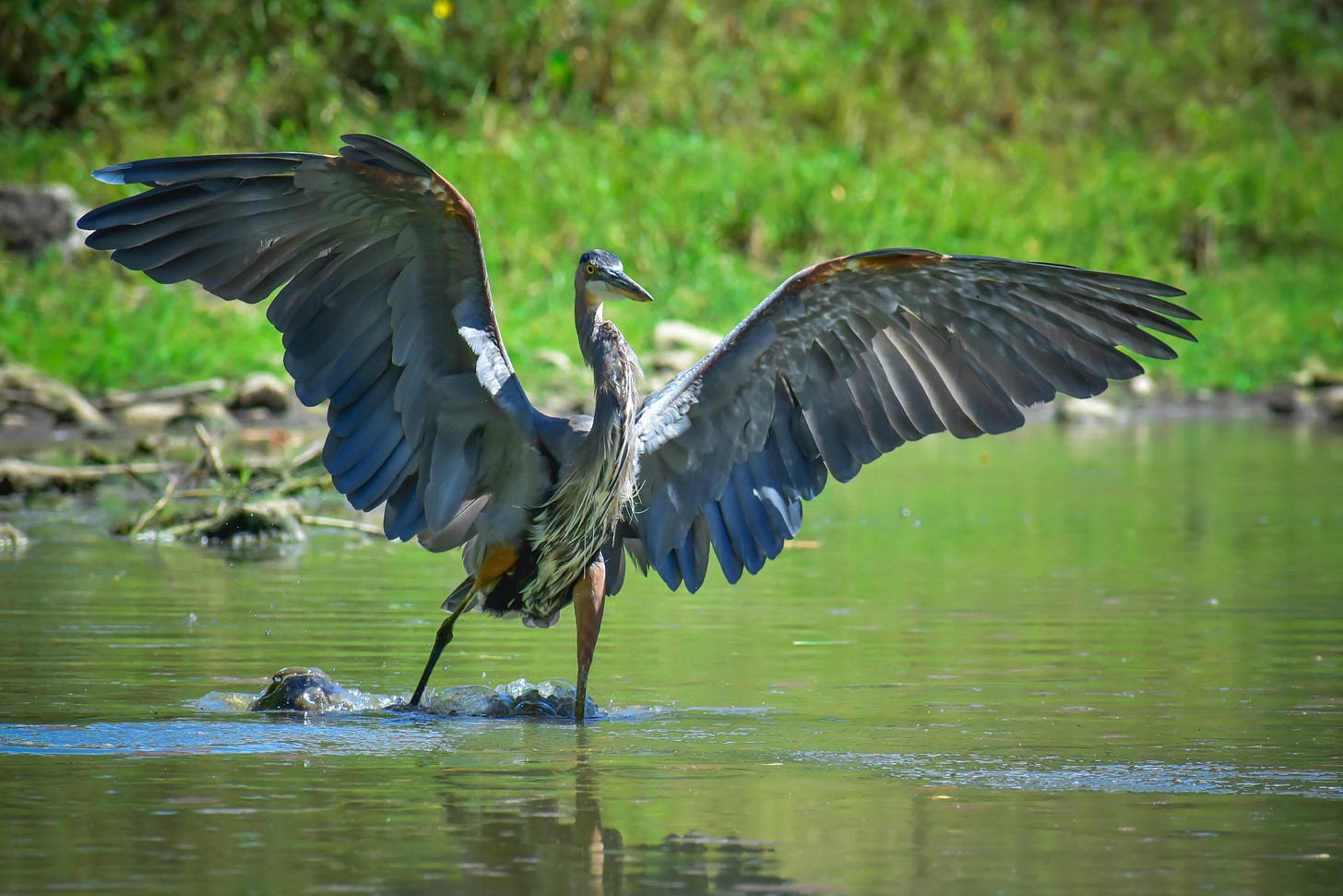 Great Blue Heron standing in water with its wings spread open