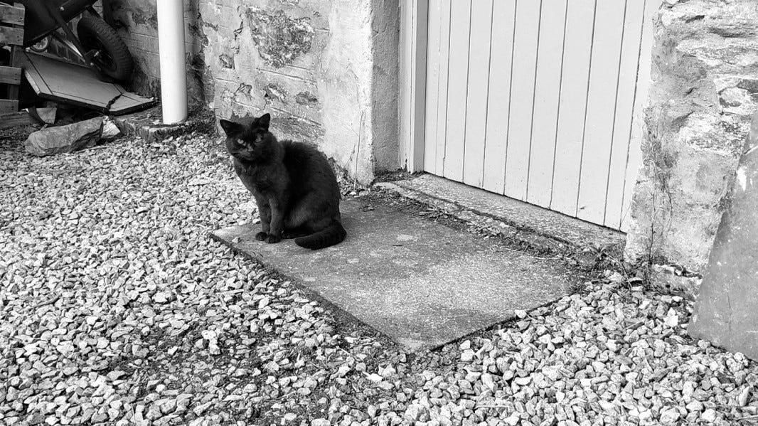 A black cat sitting on a stone slab in front of a doorway
