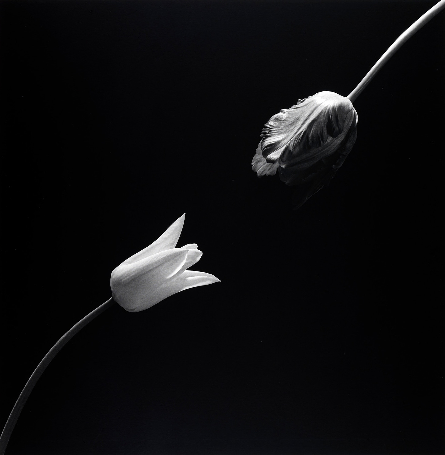 Black and white photograph of two tulips, one emerging from the top right corner, another from the bottom left corner