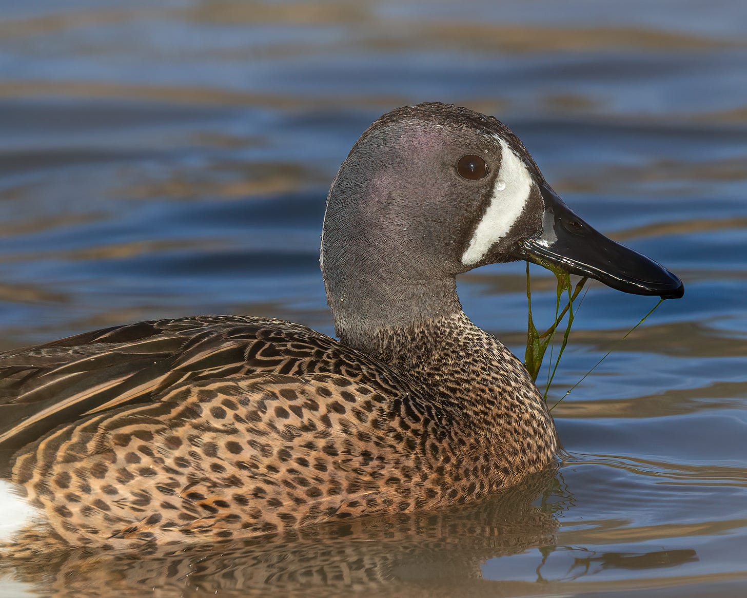 A male blue winged teal floats on the water with algae dripping out of his mouth. He has a gray head with a bold white crescent shape across his cheek. His body feathers are brown with dark brown speckles.