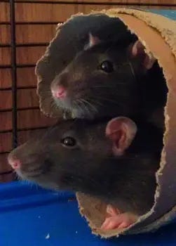 2 gray rats peek out from a cardboard cylinder