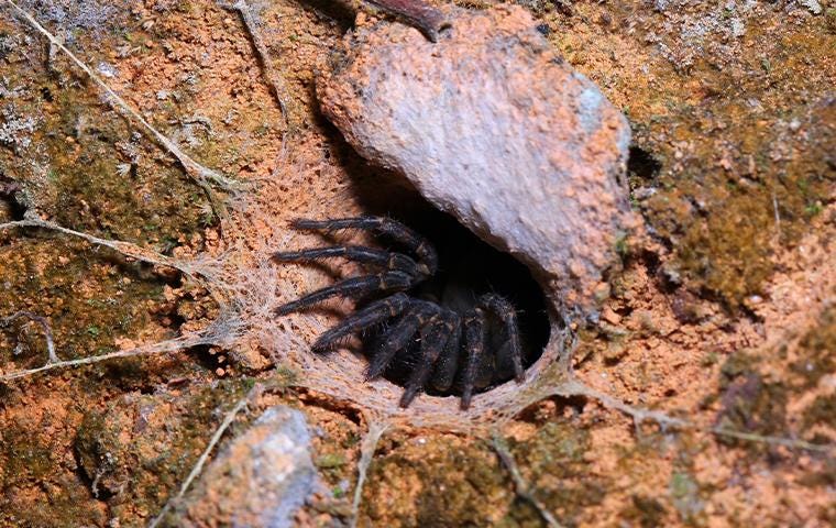 Blog - California Trapdoor Spider Facts