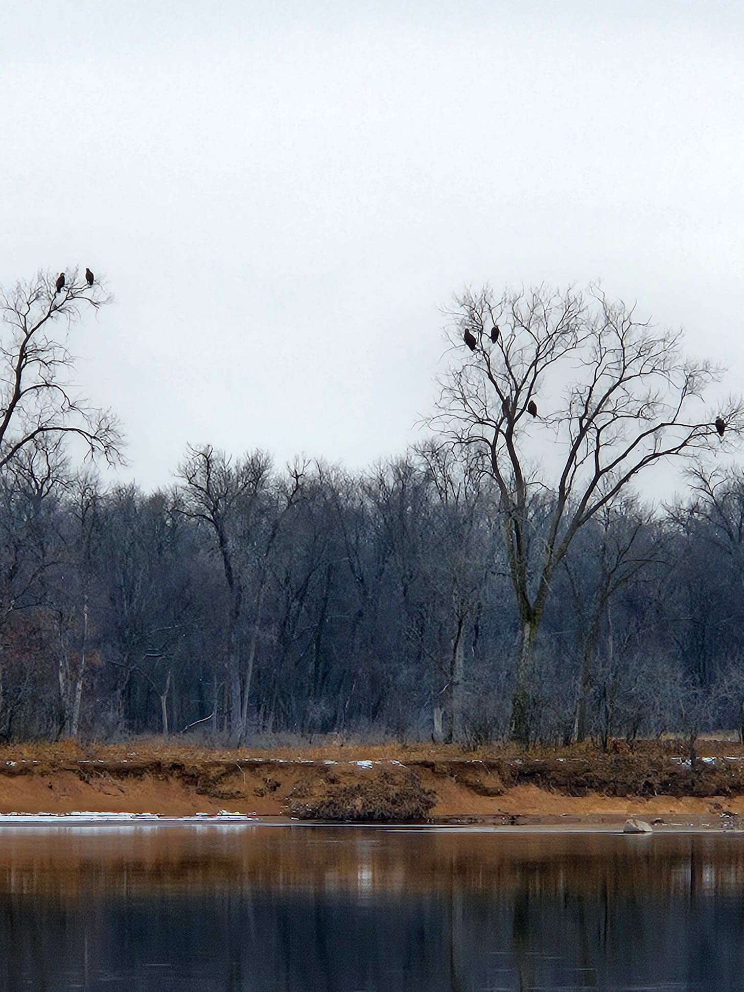 Several large bald eagles sit perched in tall, bare-branched trees along a sandy shoreline, with the river flowing by beneath.