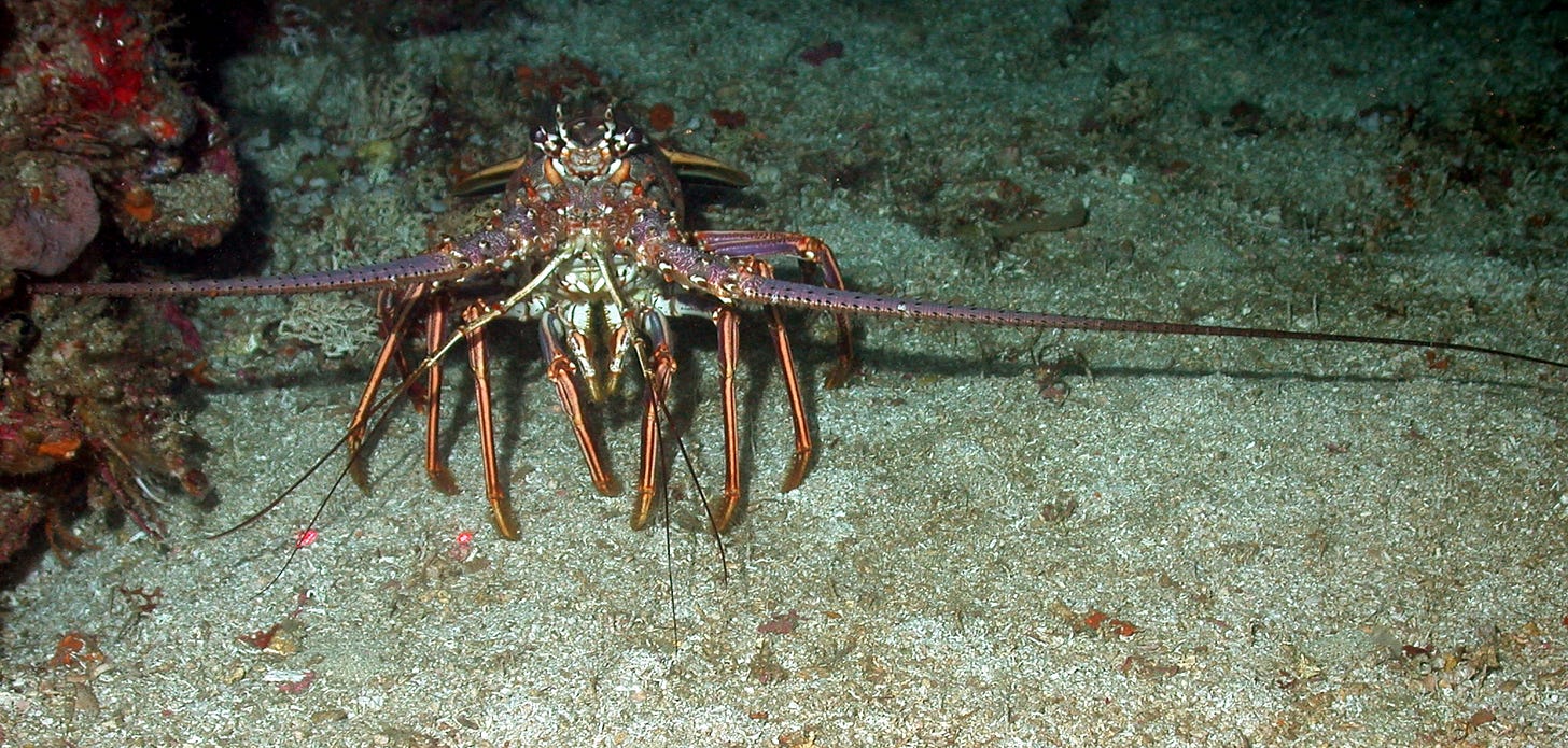 Creature Feature: Spiny Lobster | National Marine Sanctuary Foundation