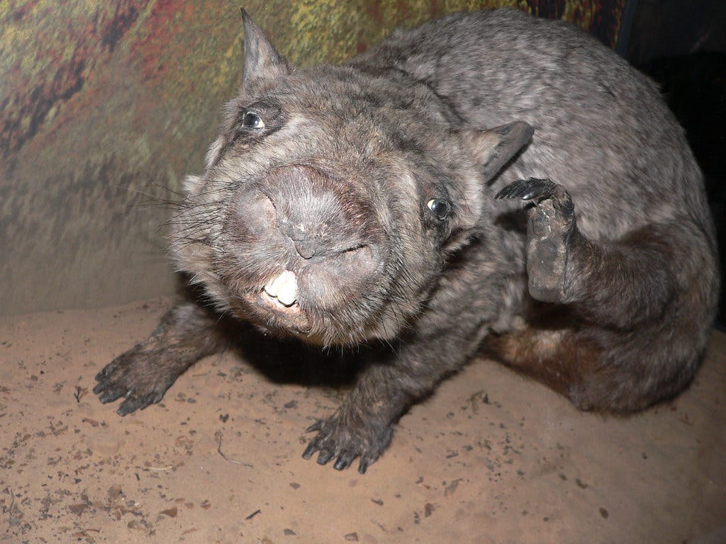 P1070931 | There are about 65 Northern Hairy-nosed Wombats l… | Flickr