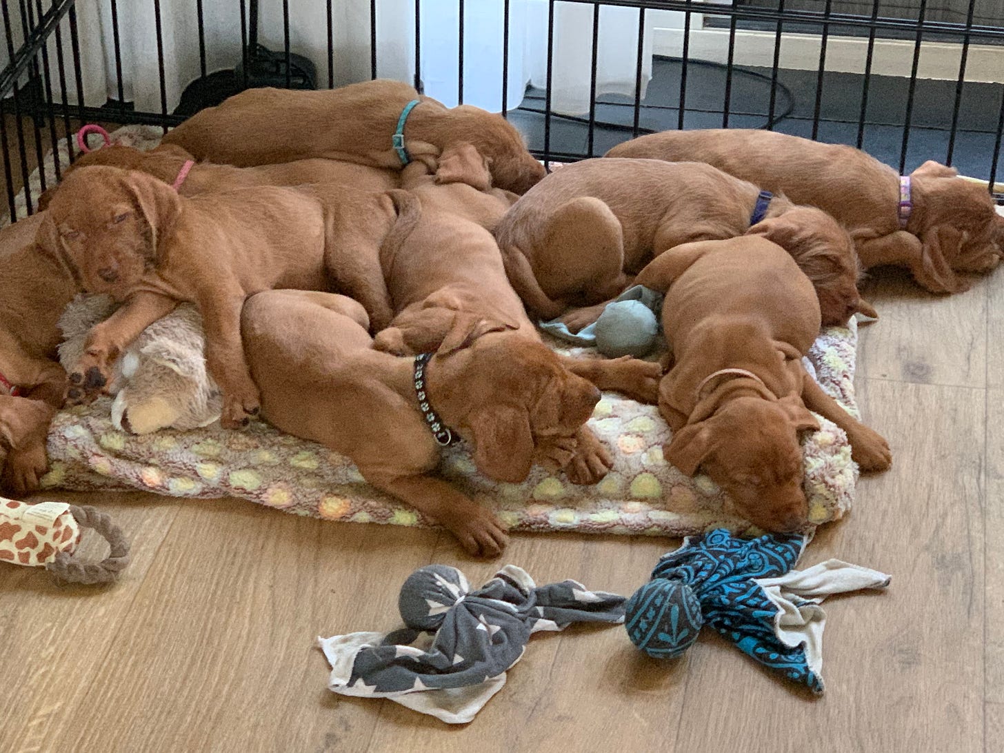 A group of puppies sleeping on a dog bed AI-generated content may be incorrect.