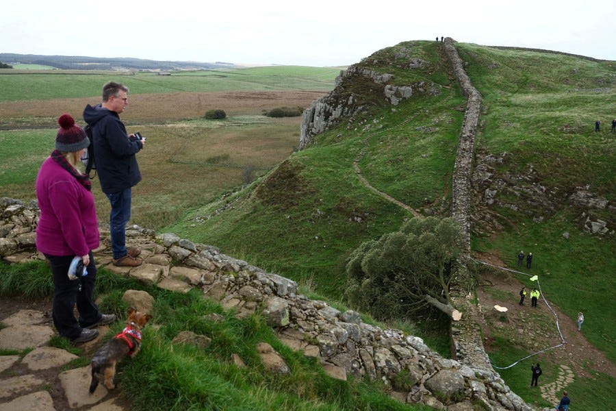 People look down into a narrow valley along Hadrian's Wall, toward a several police officers near a large tree that was recently cut down.