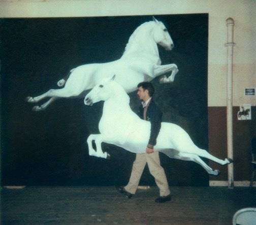 This may contain: a man walking past two white horses in an indoor show ring, with one running on its hind legs