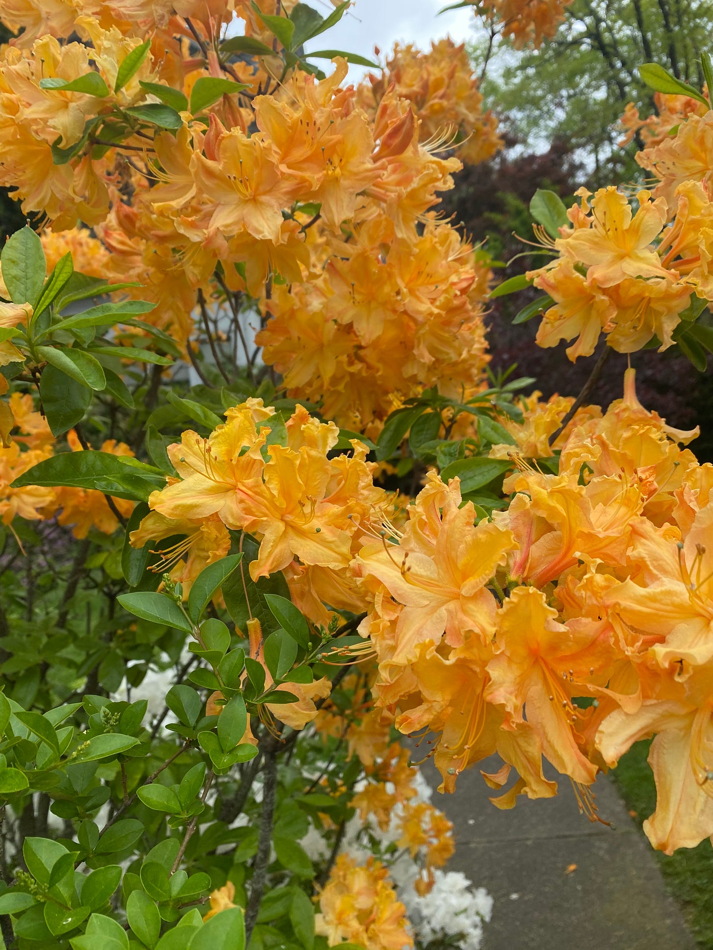 a bush of yellow azaleas