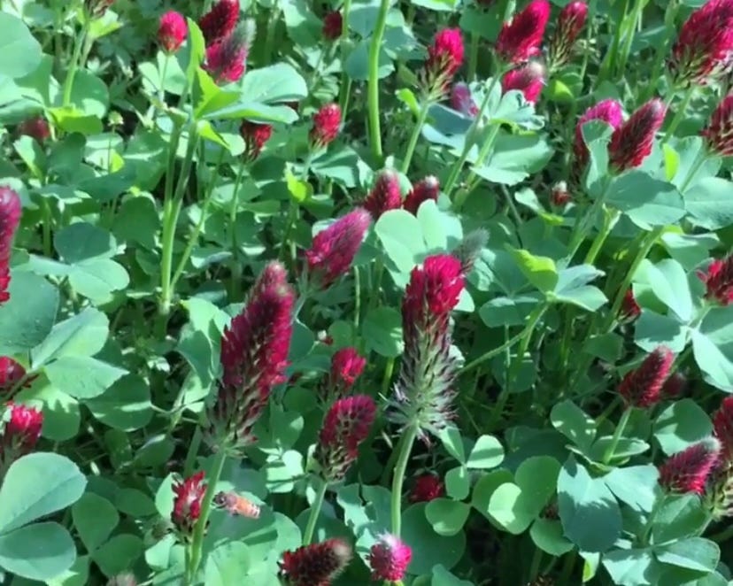 honey bee visiting crimson clover