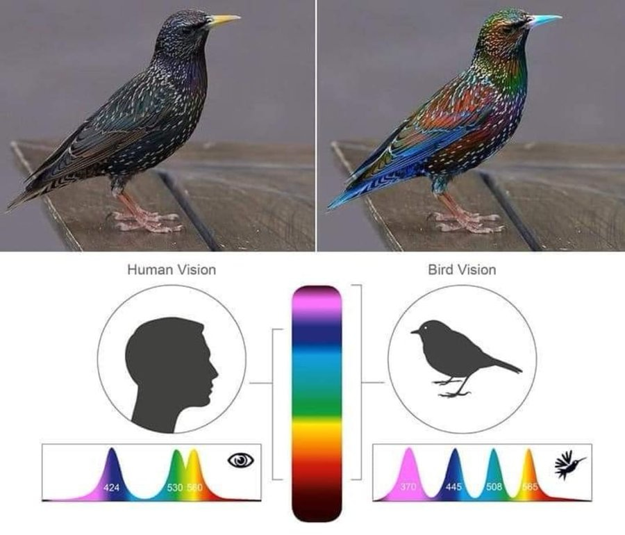 Color perception: Human Vs Bird : r/BeAmazed