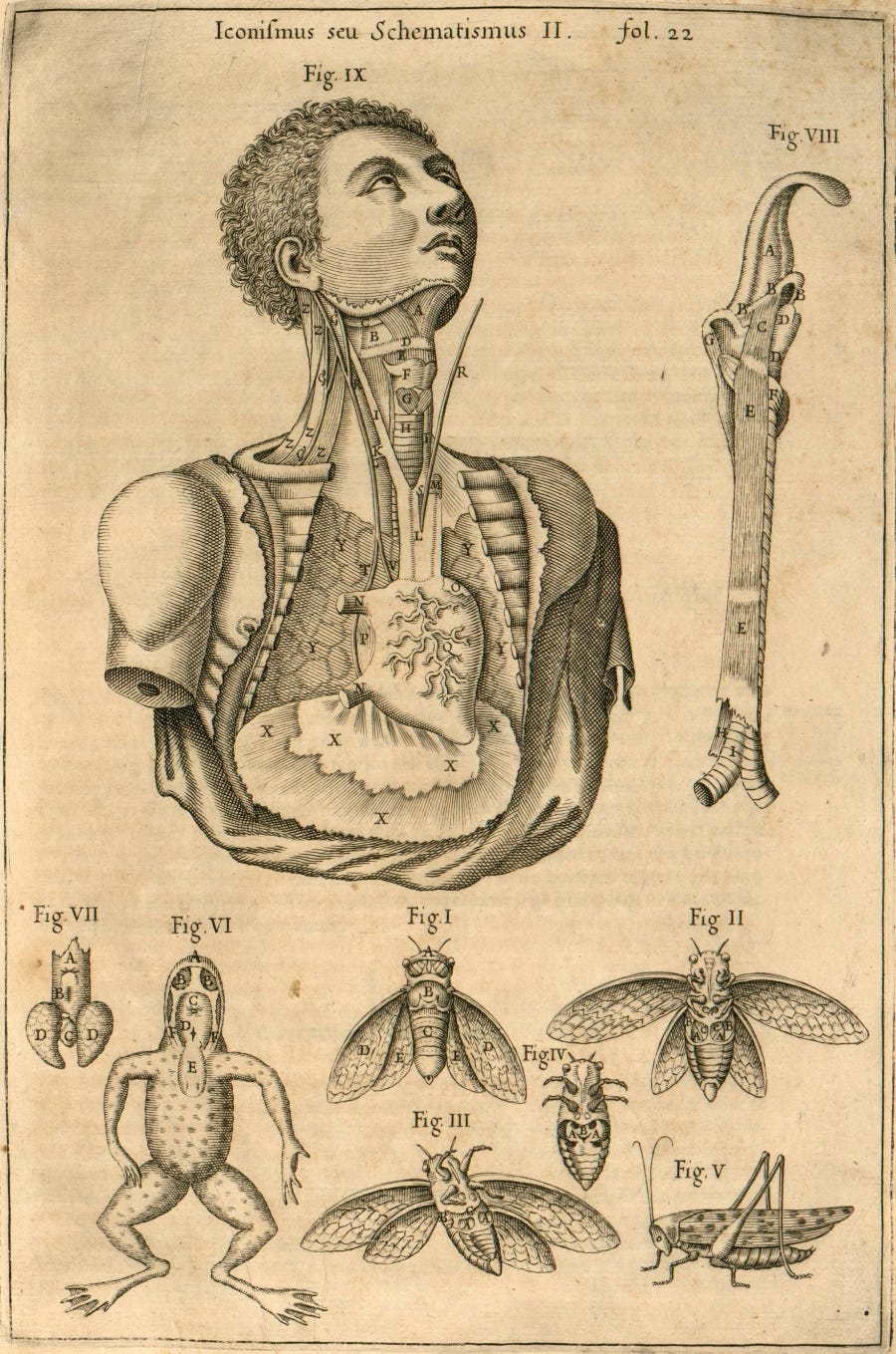 larynx/thorax - comparative anatomy