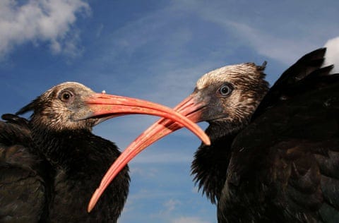 Two birds, their long red beaks crossing, against a blue sky.