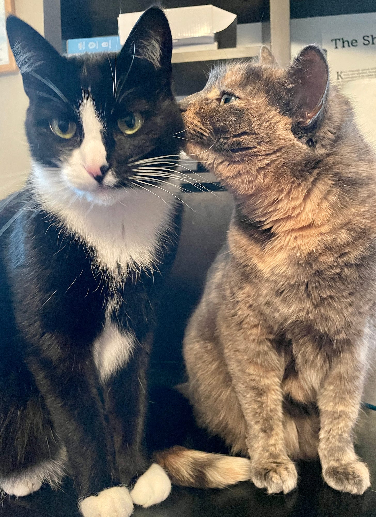 Two cats sit on a black desk. On the left, a tuxedo cat faces the camera; on the right, a dilute tortie has her body facing the camera as well, but she has turned her head to lick her brother’s cheek.