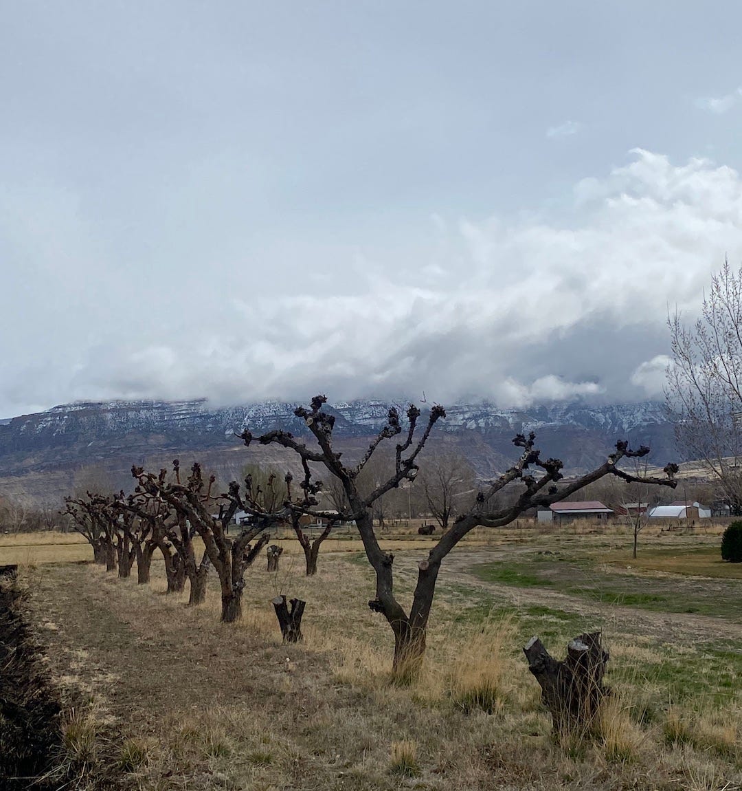 Grayish blue sky and clouds, snow on Grand Mesa in the distance, and 16 old orchard trees severely pruned, some stumps. 