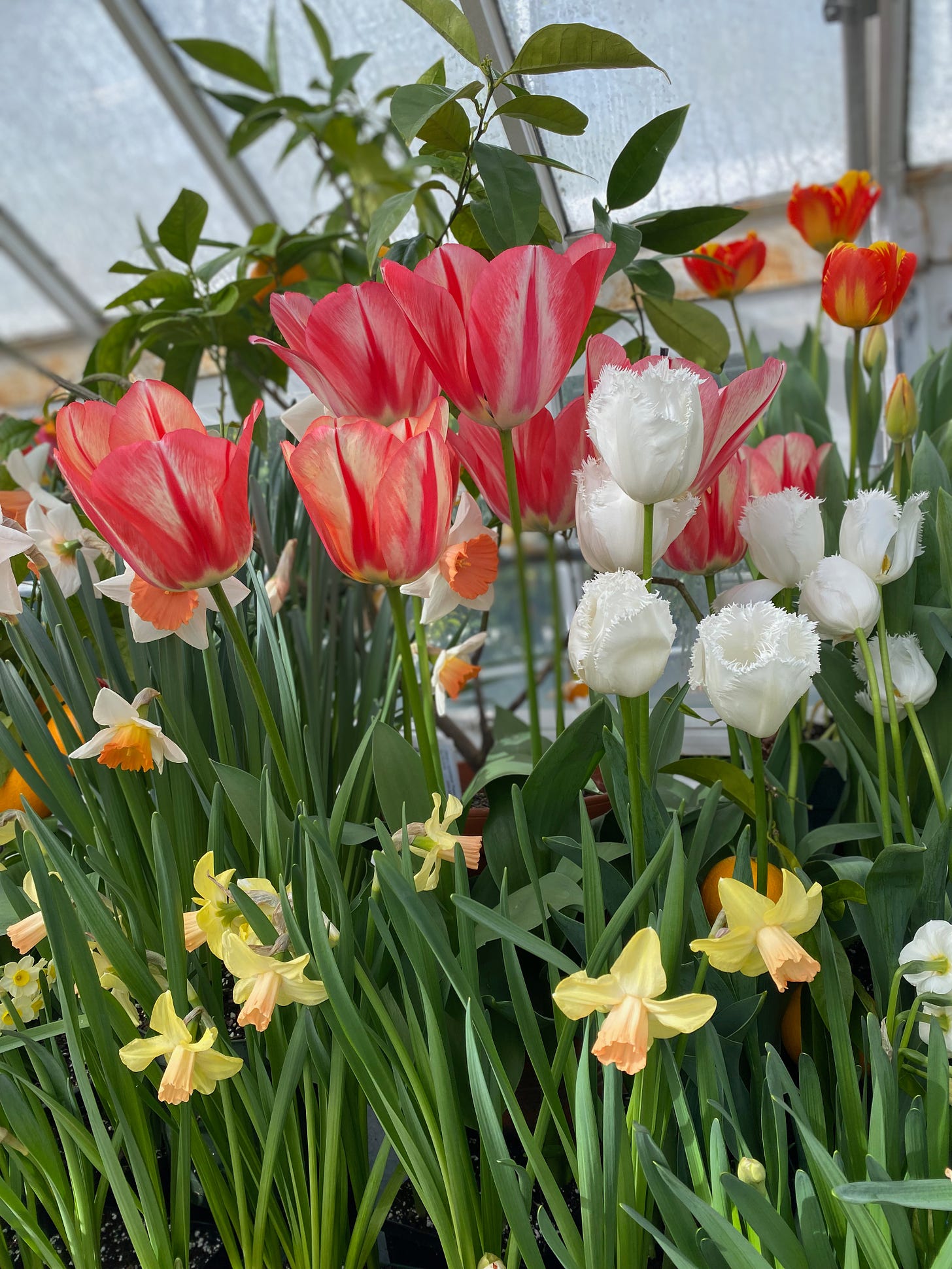 A closeup of pink and white tulips and yellow daffodils in a greenhouse.