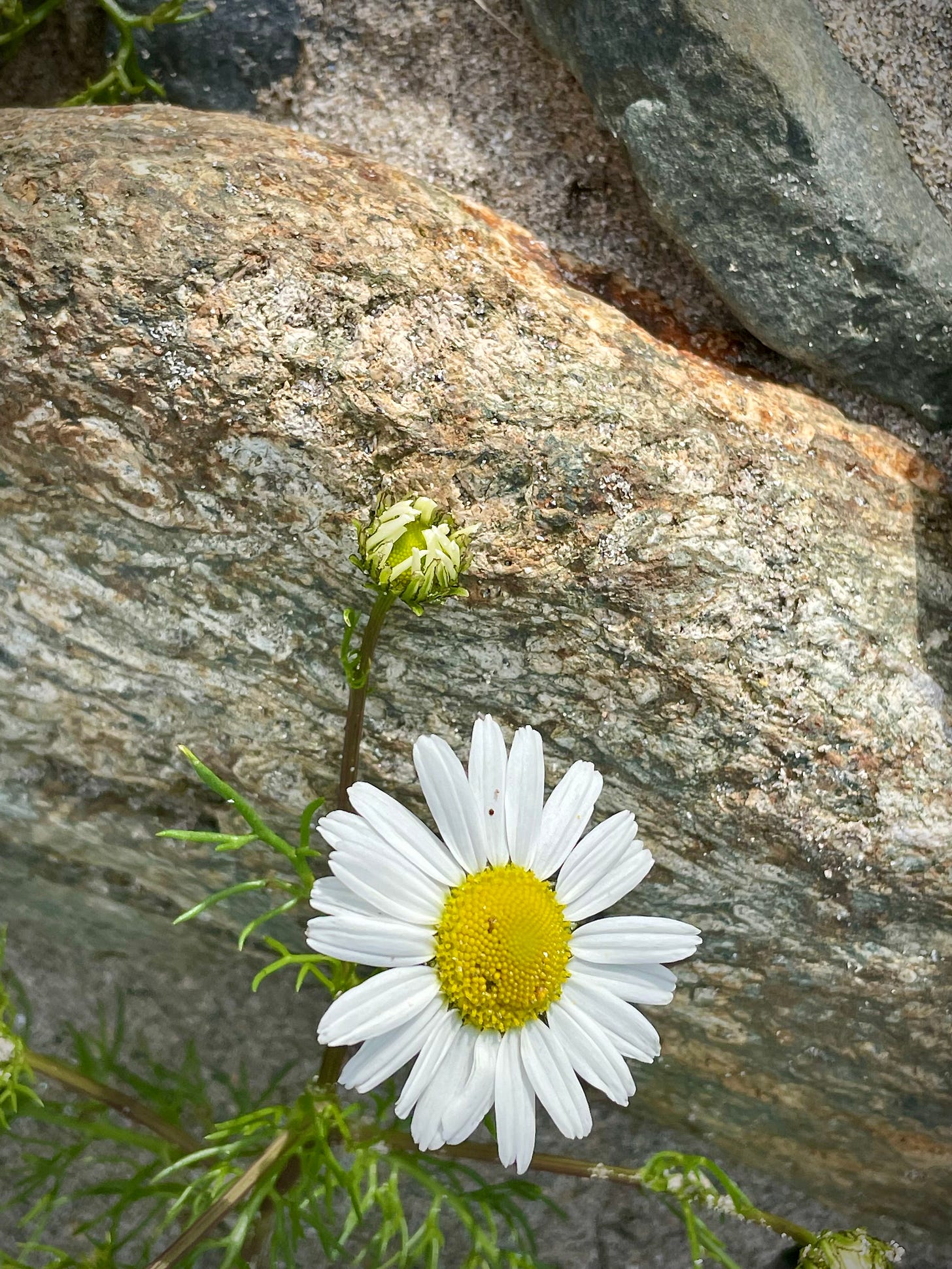A close-up photo of a chamomile flower blooming beside a stone, with a small bud beside it. The contrast between the flower's delicate petals and the rough, textured surface of the stone highlights the beauty of growth in unexpected places. A close-up photo of a chamomile flower blooming beside a stone, with a small bud beside it. The contrast between the flower's delicate petals and the rough, textured surface of the stone highlights the beauty of growth in unexpected places.