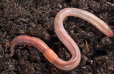 Image result for earth worms