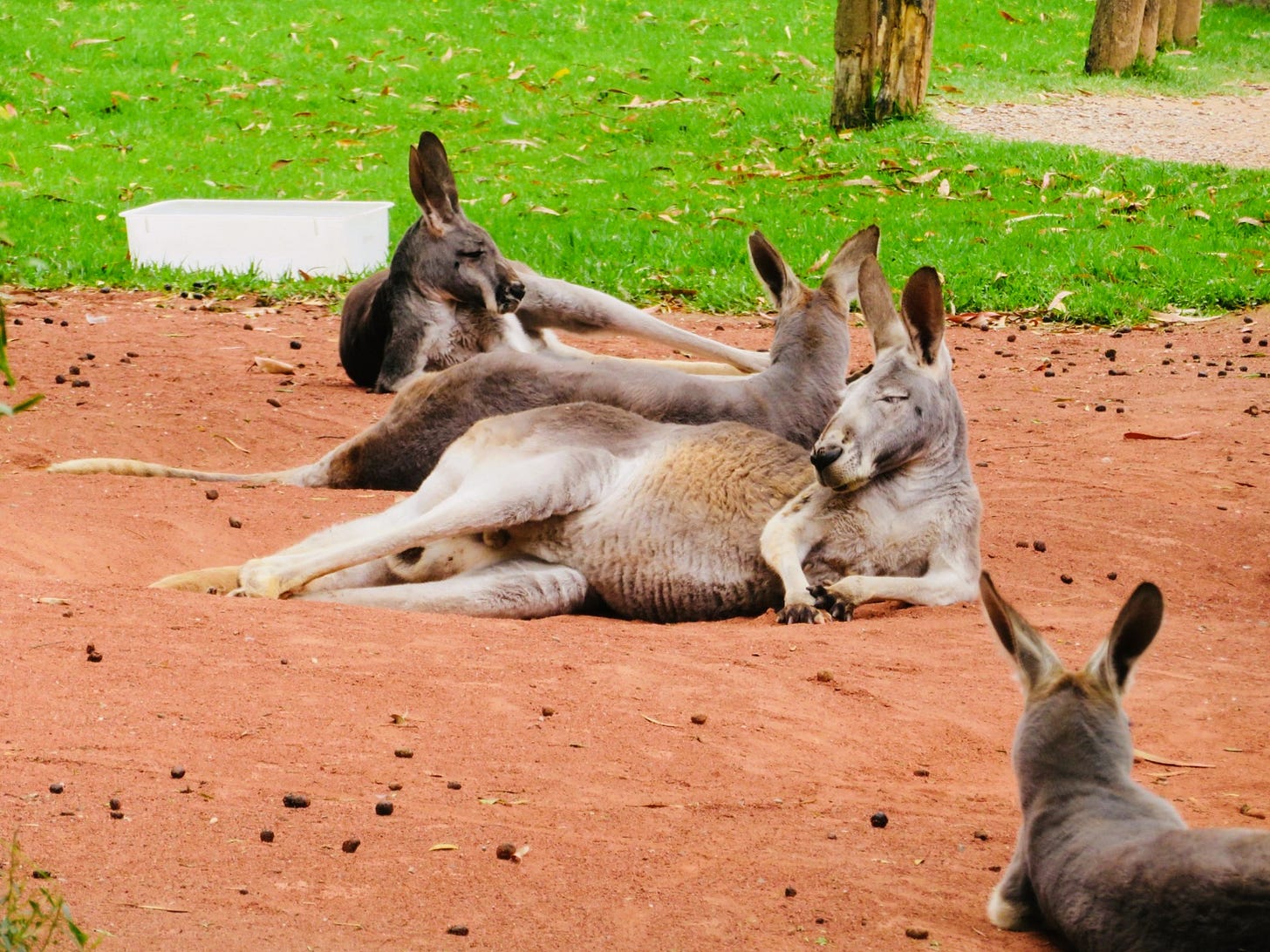 Kangaroos lying down on red ground with grass in the background. 