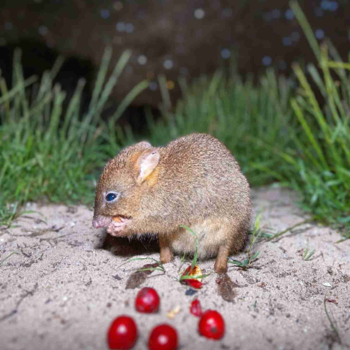 A Woylie, a small marsupial that is called a kangaroo rat, nibbles on red berries with grass behind it under the night sky.