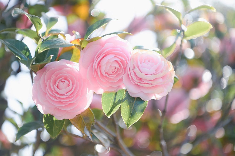 Camellia shrub