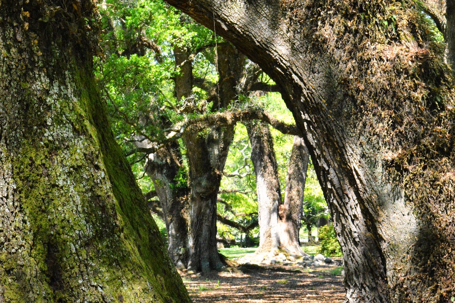 Looking through the stand of trees, the large tree trunks frame one tree in the distance as the sun shines on it