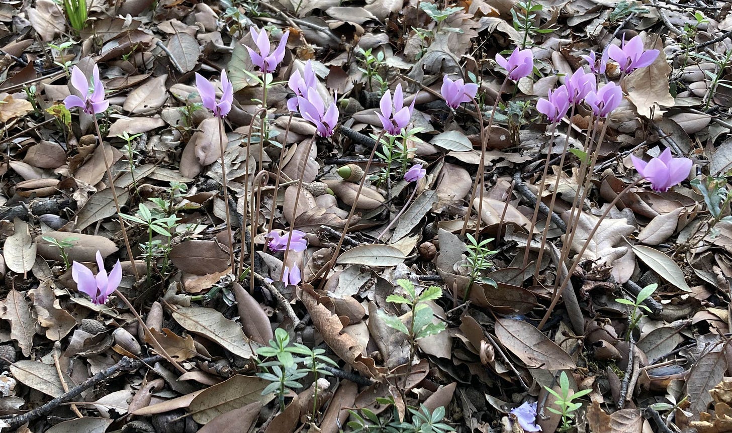 Pink cyclamen flowers, coming up among dead leaves and a few acorns. There are no cyclamen leaves visible.