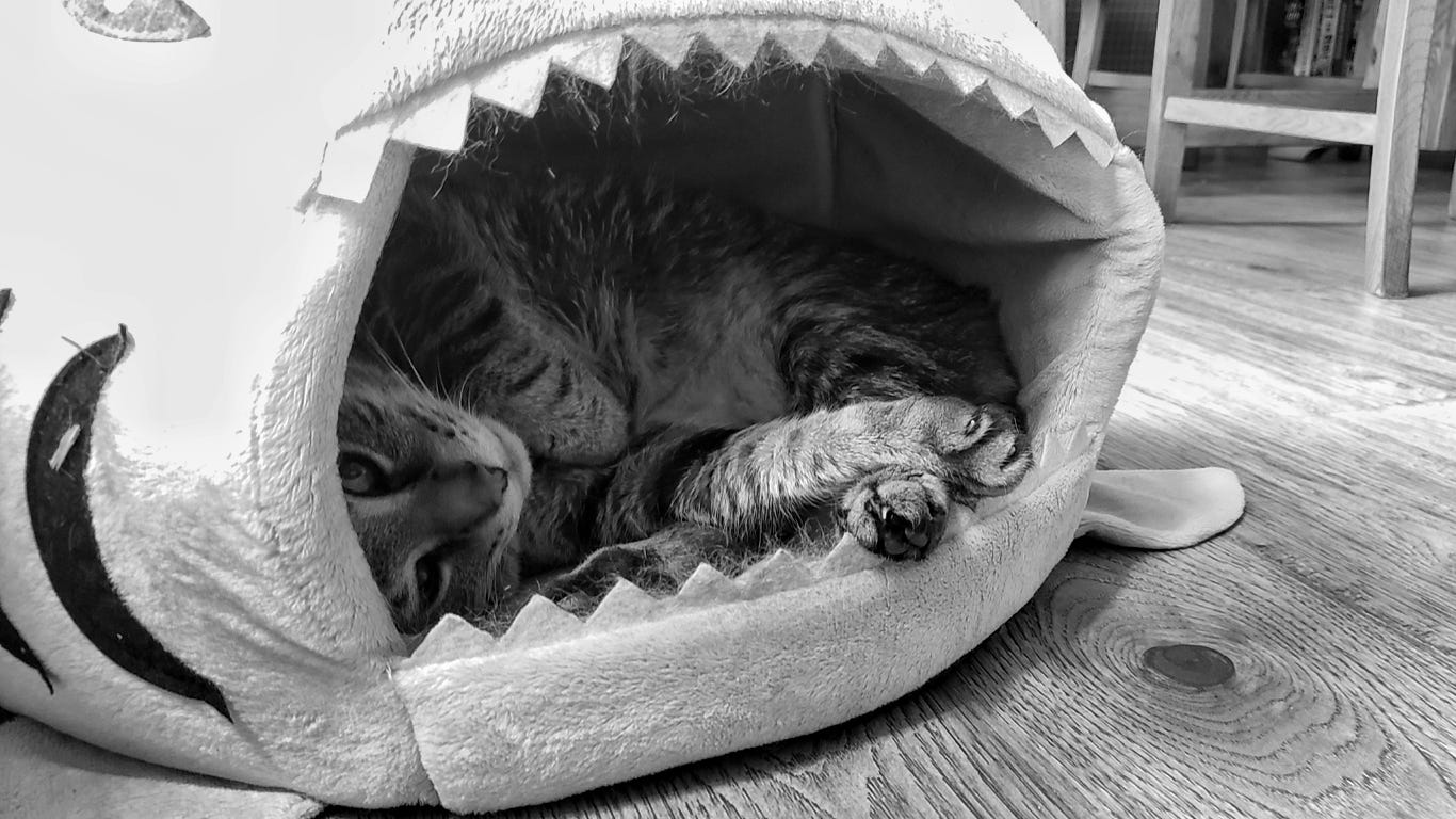 A tabby cat looks at the camera from inside his shark ball bed