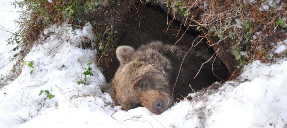 A bear sleeping in the snow