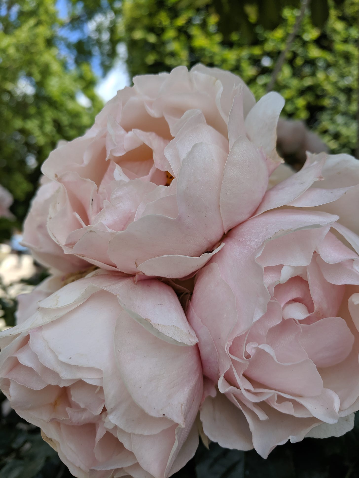 Three blousy open pale-pink garden roses