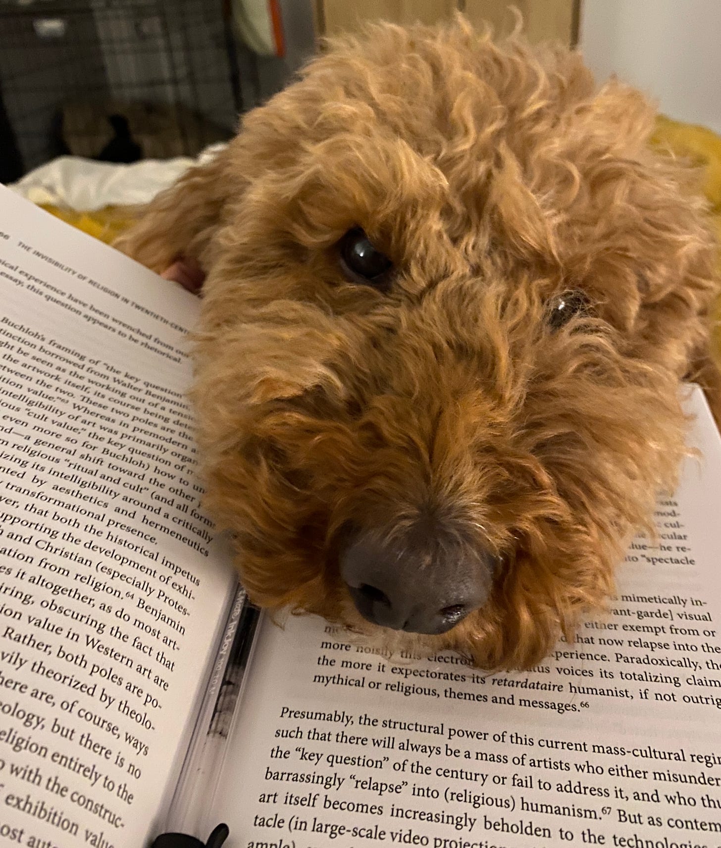 a brown curly haired dog with brown button eyes rests his head on a book in order to stop his human from reading