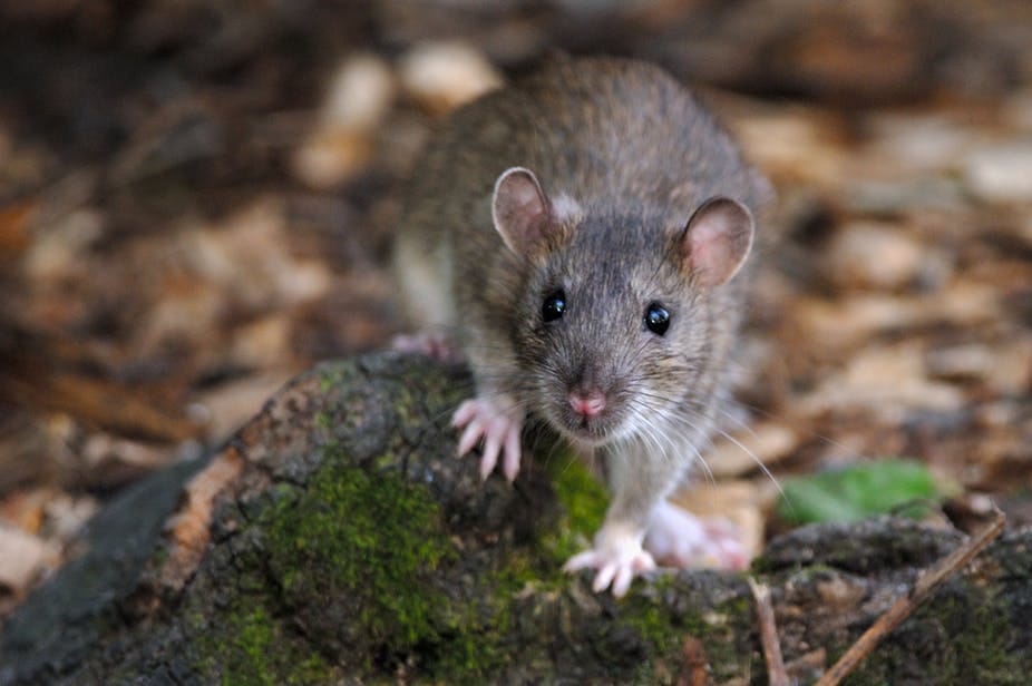 VIDEO : Qui est vraiment le rat brun, ce petit mammifère citadin ...