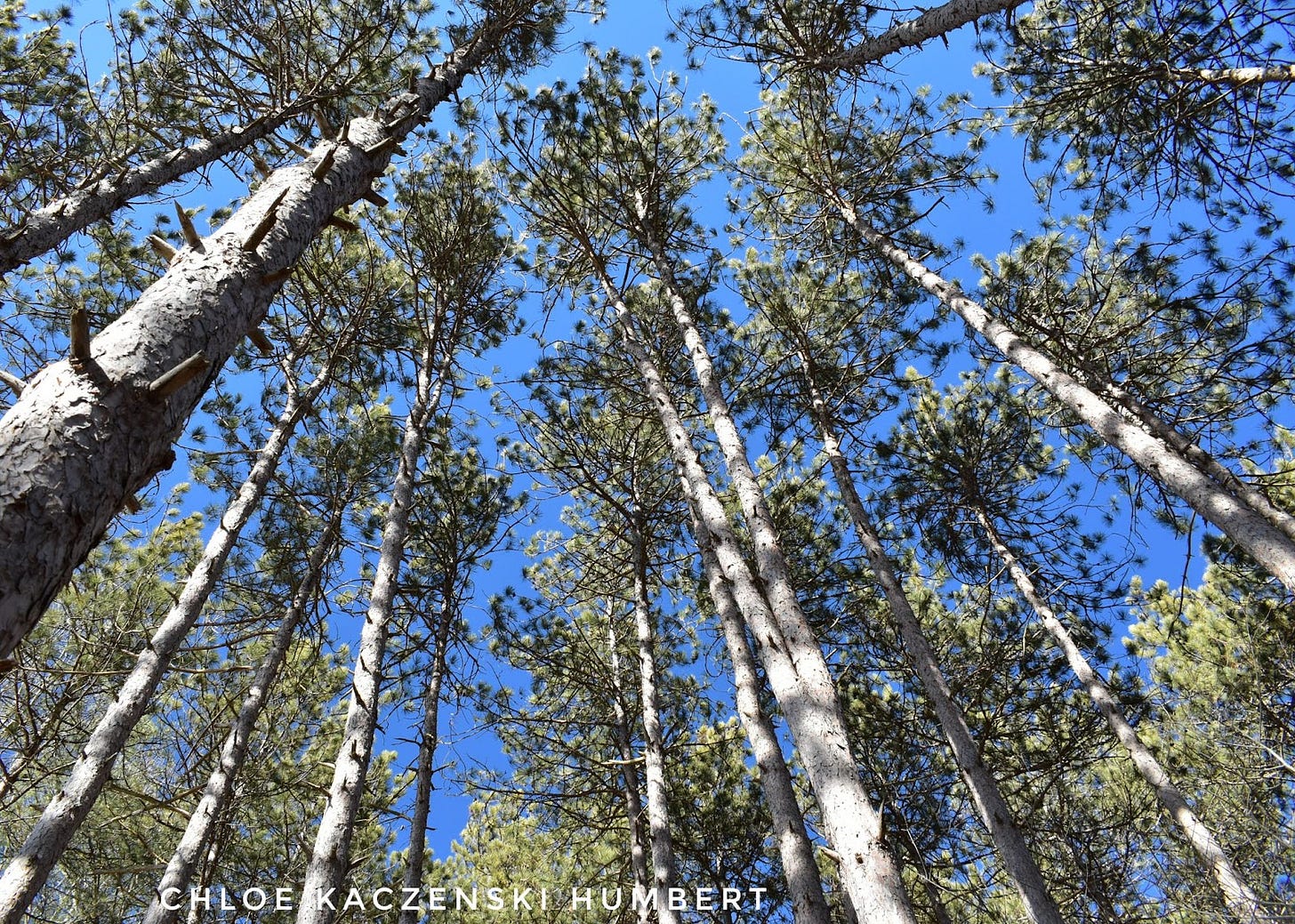 Trees on South Shore loop trail, Lackawanna State Park, Pennsylvania, March 10, 2025. Photo by Chloe Kaczenski Humbert. Trees on South Shore loop trail, Lackawanna State Park, Pennsylvania, March 10, 2025. Photo by Chloe Kaczenski Humbert.