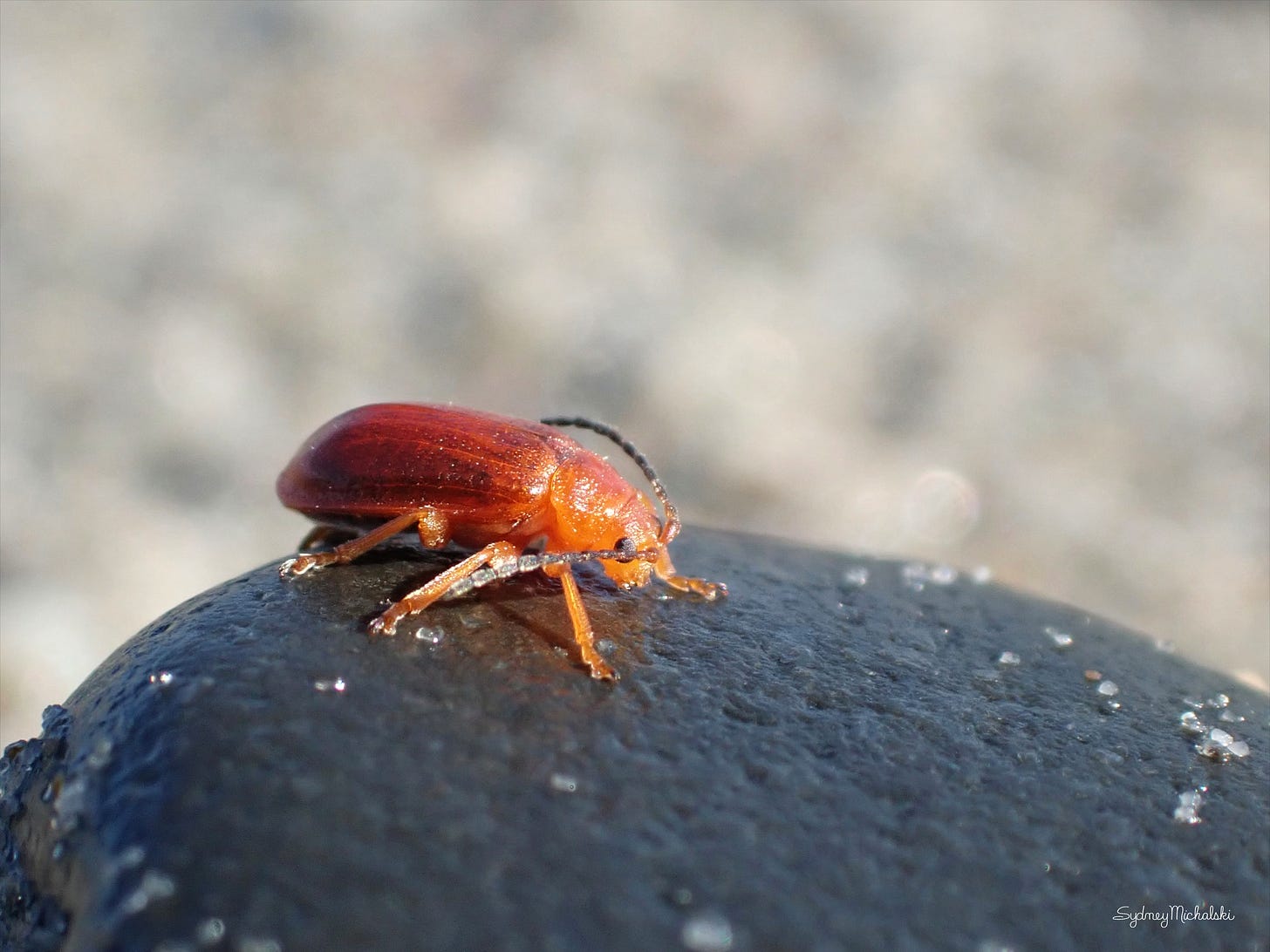A sparkly orange beetle rests on a smooth stone at the beach.