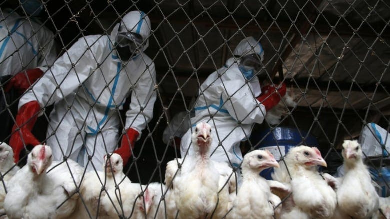 People wearing white and blue hazmat suits and masks stand behind a row of chickens at a chain fence.