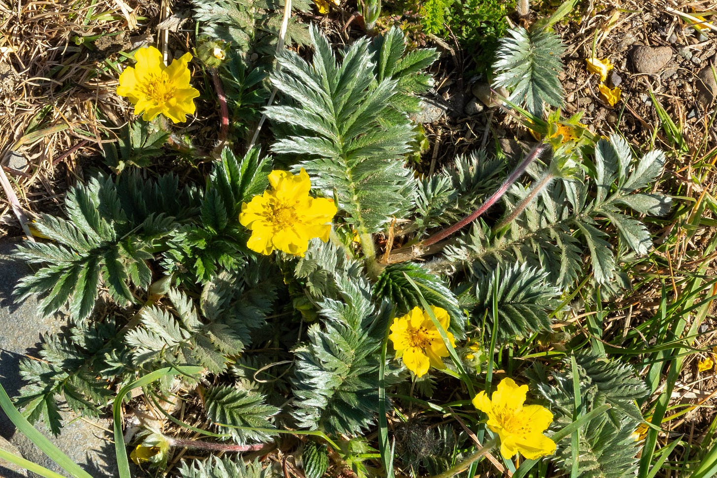 Silverweed, one of the many thriving wildflowers © Felicity Martin
