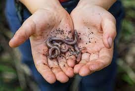 100+ Child Holding A Worm Earthworm Stock Photos, Pictures & Royalty-Free  Images - iStock